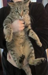 Lost Female Cat last seen 49th St. and Culver, Phoenix, AZ 85008