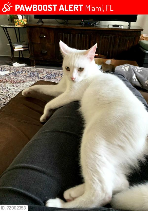Lost Female Cat last seen colonial drive 160 street , Miami, FL 33157