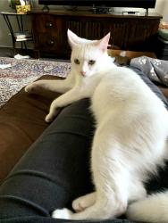 Lost Female Cat last seen colonial drive 160 street , Miami, FL 33157
