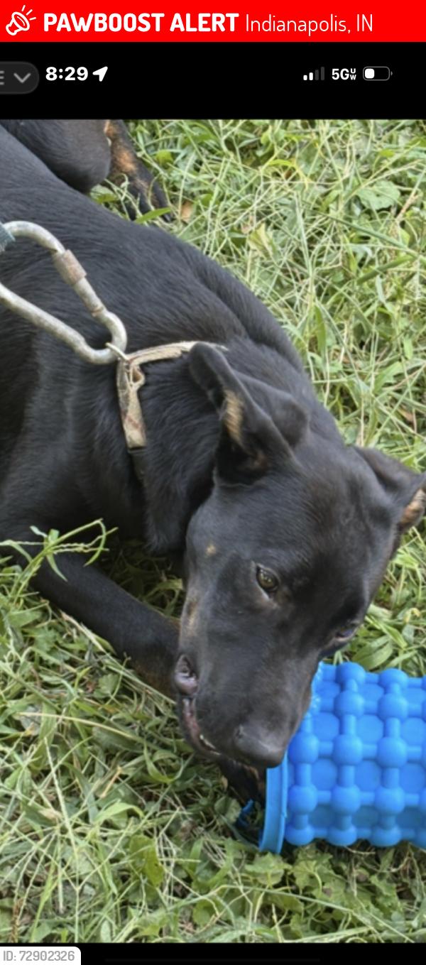 Lost Male Dog last seen w washington st and lynnhurst, Indianapolis, IN 46241
