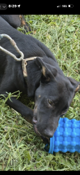Lost Male Dog last seen w washington st and lynnhurst, Indianapolis, IN 46241