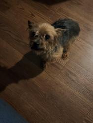Reunited Female Dog last seen Wurzbach pkwy & blanco , San Antonio, TX 78216