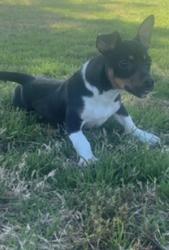 Reunited Male Dog last seen Near Magic Mesa St, North Las Vegas, NV 89031, USA, North Las Vegas, NV 89031