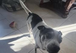 Reunited Male Dog last seen Havenscourt, Oakland, CA, USA, Oakland, CA 94621