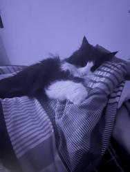 Lost Female Cat last seen Ct53fx, Kent, England CT5 3FX