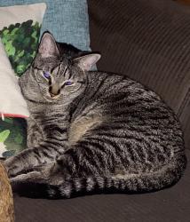 Reunited Female Cat last seen 103rd and Drake Ave, Chicago, IL 60655