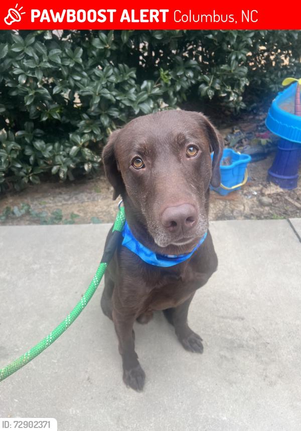 Lost Male Dog last seen Skyuka rd, Columbus, NC 28722