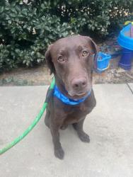 Lost Male Dog last seen Skyuka rd, Columbus, NC 28722