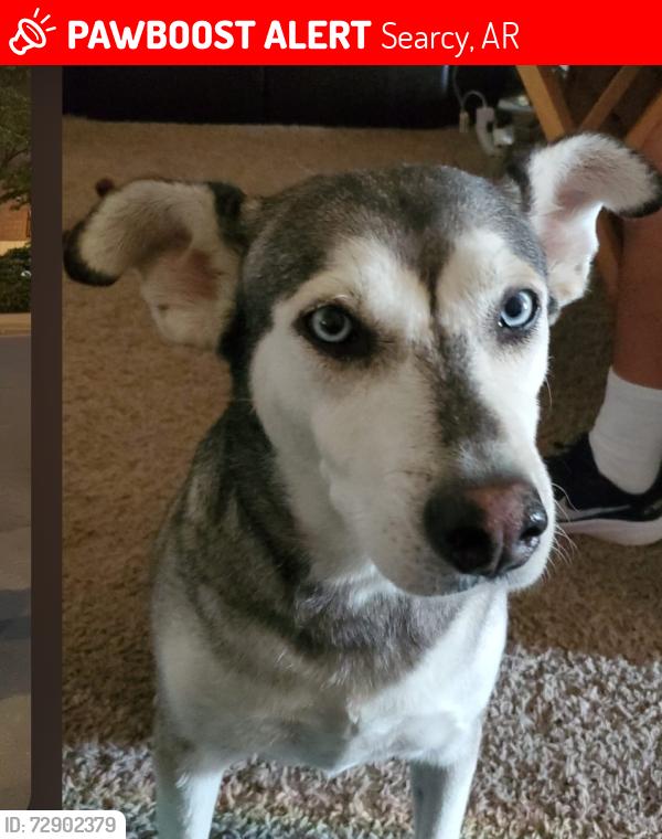 Lost Female Dog last seen Near Highland Dr, Searcy, AR 72143