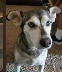 Lost Female Dog last seen Near Highland Dr, Searcy, AR 72143