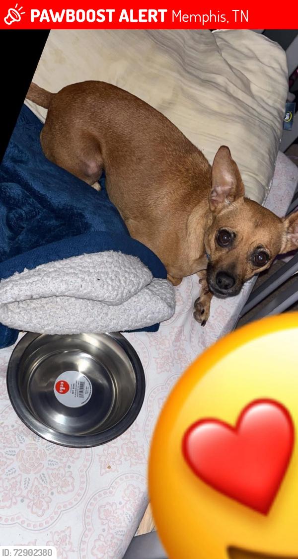 Lost Male Dog last seen East Memphis, Kirby, hickory hill, and mt Moriah, Memphis, TN 38115