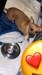 Lost Male Dog last seen East Memphis, Kirby, hickory hill, and mt Moriah, Memphis, TN 38115