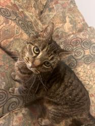 Lost Male Cat last seen Learwood Middle School, Avon Lake, OH 44012