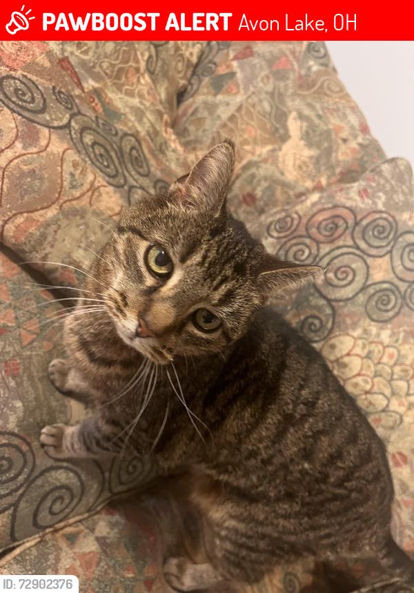Lost Male Cat last seen Learwood Middle School, Avon Lake, OH 44012