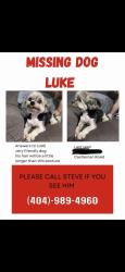 Lost Male Dog last seen Near Castleman rd Carrollton ga 30116, Carrollton, GA 30116