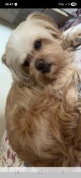 Lost Female Dog last seen Church Road Newhan E12 6AE , Greater London, England E12 6AE