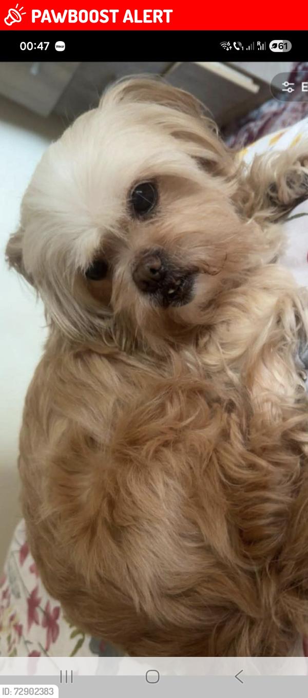 Lost Female Dog last seen Church Road Newhan E12 6AE , Greater London, England E12 6AE