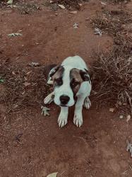 Lost Male Dog last seen mocking bird rd , Laurens, SC 29360