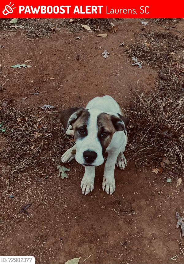 Lost Male Dog last seen mocking bird rd , Laurens, SC 29360