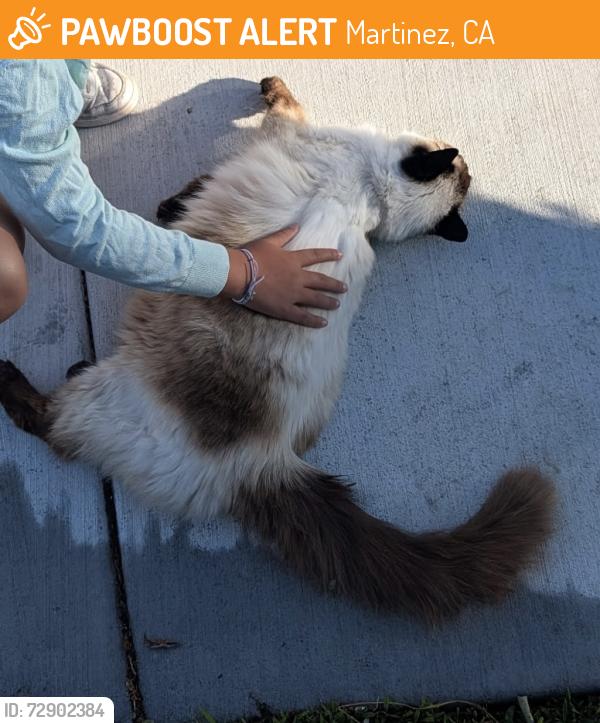 Found/Stray Female Cat last seen Rainer drive, Martinez, CA 94553