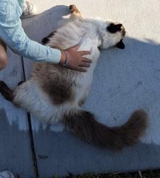 Found/Stray Female Cat last seen Rainer drive, Martinez, CA 94553
