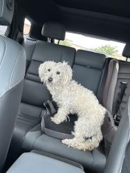 Found/Stray Female Dog last seen N Mount Vernon Ave1.7 mi • Colton, CA, Estados Unidos, Colton, CA 92324