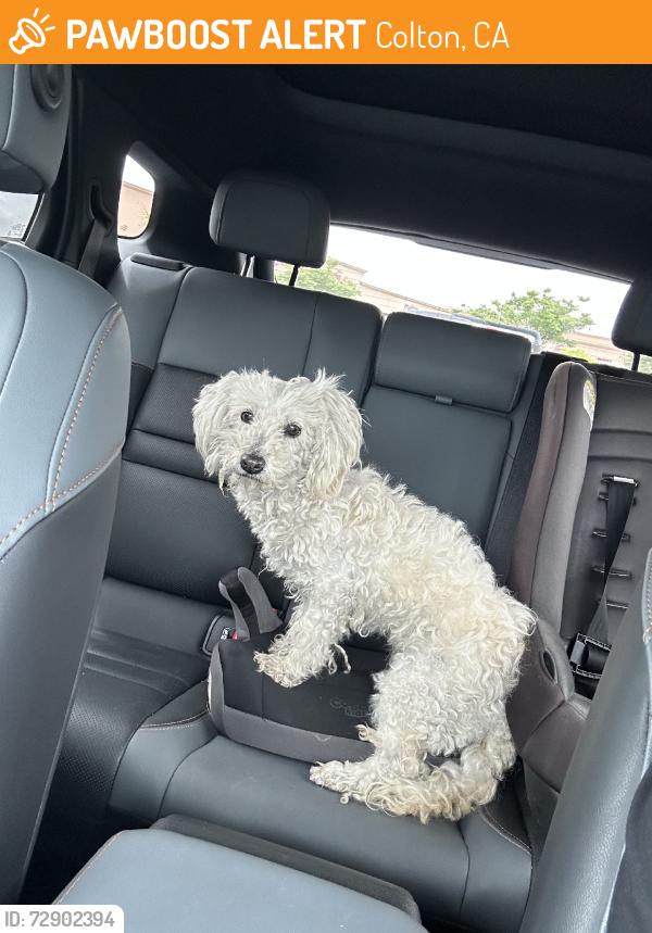 Found/Stray Female Dog last seen N Mount Vernon Ave1.7 mi • Colton, CA, Estados Unidos, Colton, CA 92324