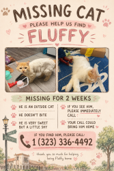 Lost Male Cat last seen Near Front St Alhambra, CA  91803 United States, Alhambra, CA 91803