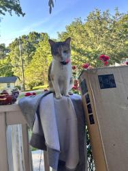 Found/Stray Unknown Cat last seen beechwood blvd sw atl ga, Atlanta, GA 30311