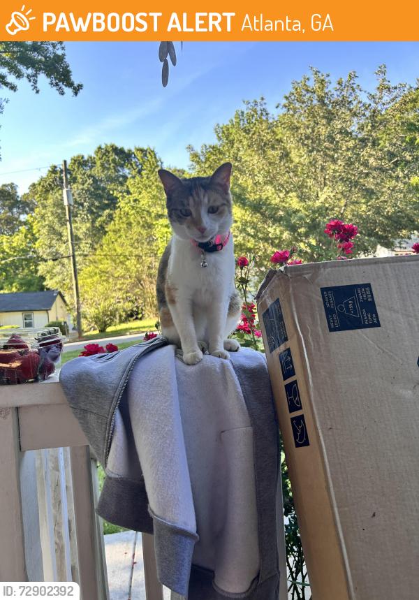 Found/Stray Unknown Cat last seen beechwood blvd sw atl ga, Atlanta, GA 30311