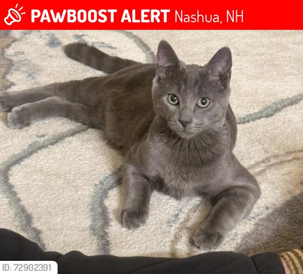 Lost Male Cat last seen Hollis st, Nashua, NH 03060
