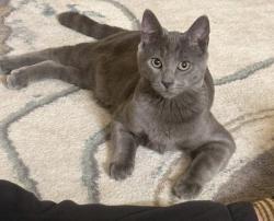 Lost Male Cat last seen Hollis st , Nashua, NH 03060
