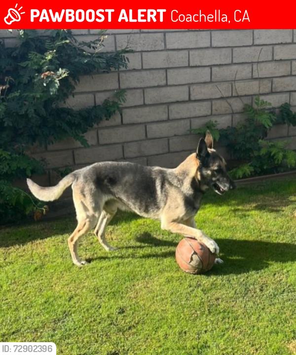 Lost Male Dog last seen Frederick , Coachella, CA 92236