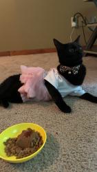 Reunited Female Cat last seen Charles Drive , Clemmons, NC 27012