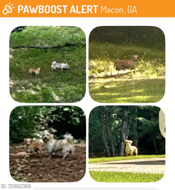 Found/Stray Male Dog last seen N Mumford Rd, Macon, GA 31210