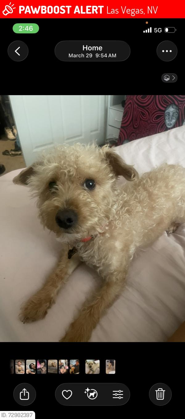 Lost Male Dog last seen Decatur and windmill, Las Vegas, NV 89139