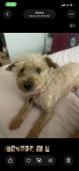 Lost Male Dog last seen Decatur and windmill, Las Vegas, NV 89139