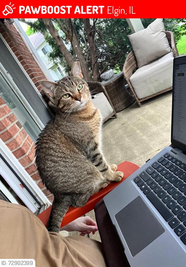 Lost Female Cat last seen Cobblers cove pond, Elgin, IL 60120