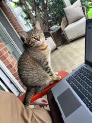 Lost Female Cat last seen Cobblers cove pond, Elgin, IL 60120