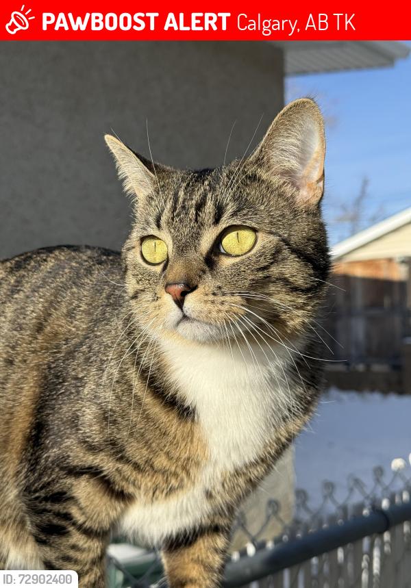 Lost Male Cat last seen Beaver dam way NE, Calgary, AB T2K