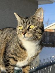 Lost Male Cat last seen Beaver dam way NE, Calgary, AB T2K