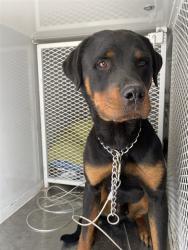 Shelter Stray Male Dog last seen Near BLOCK OREGON ST, BAKERSFIELD CA 93305, Bakersfield, CA 93308