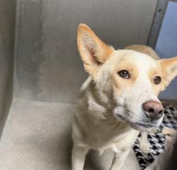 Shelter Stray Female Dog last seen CALIFORNIA AND HIGHLAND, San Bernardino, CA 92401