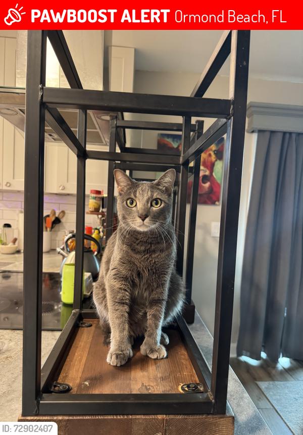 Lost Male Cat last seen Near Central Park off Flemming , Ormond Beach, FL 32174