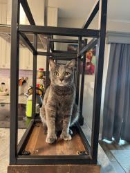 Lost Male Cat last seen Near Central Park off Flemming , Ormond Beach, FL 32174