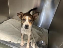 Shelter Stray Male Dog last seen US 84/285 MM 186 SANTA FE NM 87506, Santa Fe, NM 87507