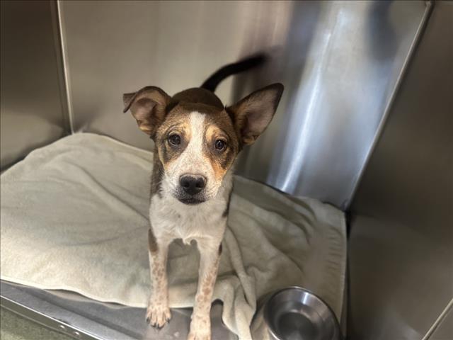 Shelter Stray Male Dog last seen US 84/285 MM 186 SANTA FE NM 87506, Santa Fe, NM 87507