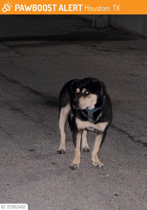 Found/Stray Unknown Dog last seen Falls Townpark apmts, Houston, TX 77036