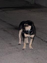 Found/Stray Unknown Dog last seen Falls Townpark apmts, Houston, TX 77036