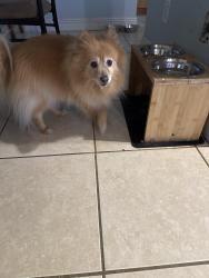 Reunited Unknown Dog last seen San Sebastián and Abney , Port St. Lucie, FL 34953